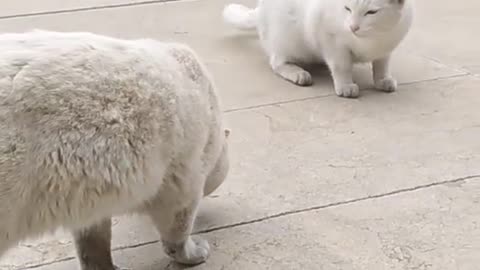 Cute cat of Morocco 🇲🇦🌹