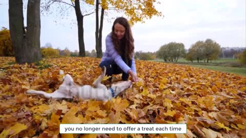 5 Easy Tricks You Can Teach Your Dog at Home learn this