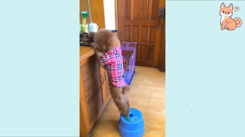 Cute Puppies - Cute Funny and Smart Dogs