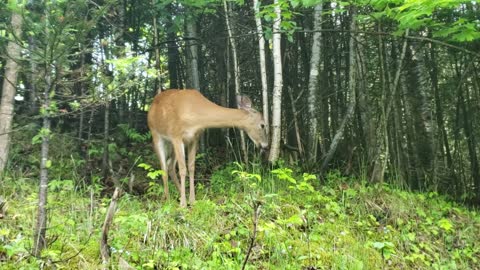 Deer Eating Leaves From a Tree