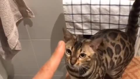 Cat training in home