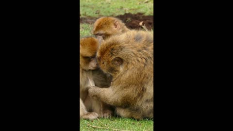 Monkey caring each others