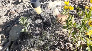 Bee on flowers Central City Colorado