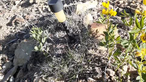 Bee on flowers Central City Colorado