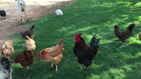 Beautiful chickens on the farm 🐓🐔