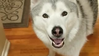 This husky is still hungry after dinner and snacks