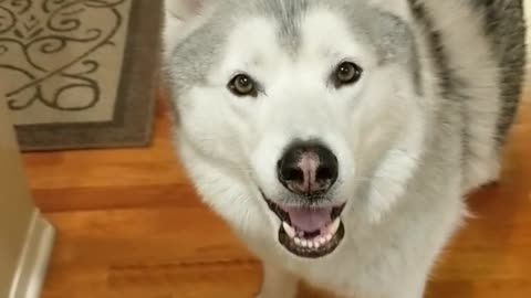 This husky is still hungry after dinner and snacks