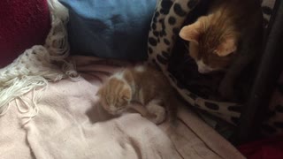 Mom Cat Watching Sleepy Joe The Kitten Taking Some Of His First Steps