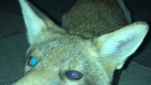Man Has Surprising Encounter with a Red Fox