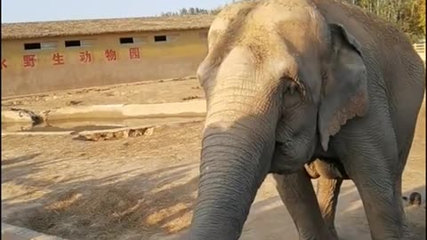 Tourists feed cabbage to elephants