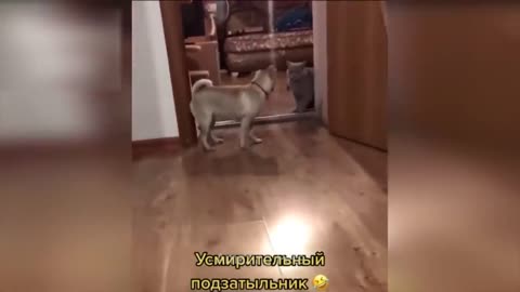 Funniest Cats And Dogs Videos