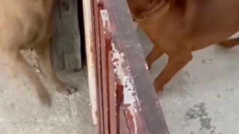 Local dog much funny video