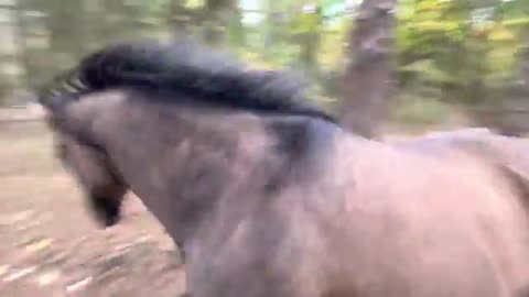 Horse kicks tree, farts on dogs then runs away.