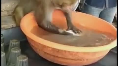 Monkey 🐒 wash dishes