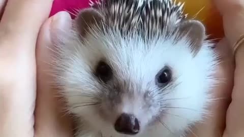 Cute Baby hedgehogs