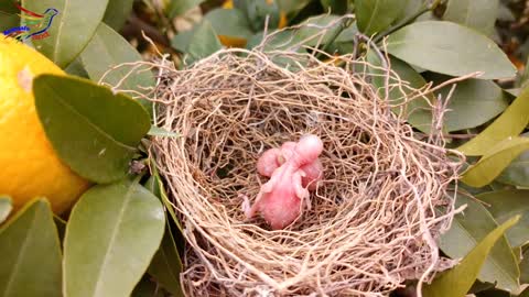 Beautiful view: small birds open their mouth to eat.