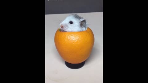 A Rabbit Hiding in An Empty Lemon