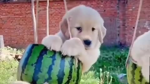 Cute Golden Retriever in a Watermelon