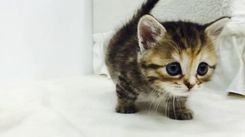 Short leg munchkin kitten video cute kitten