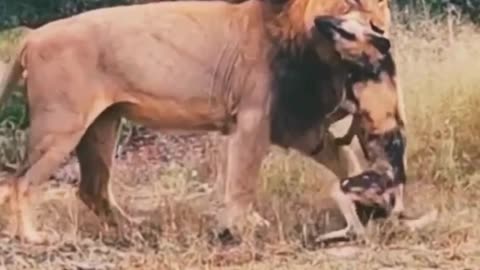 Lion attack on pack wilddogs