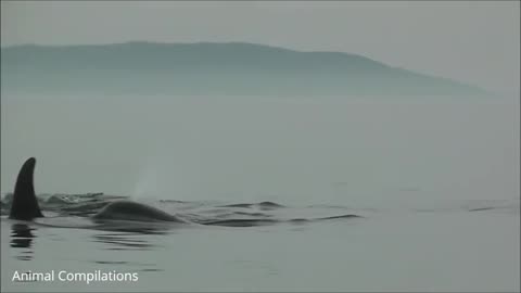 Orcas Swimming