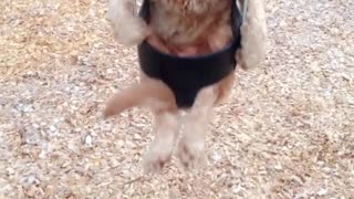 Poodle sits like human on swing