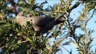 Top 10 Birds of Southern Africa 2024