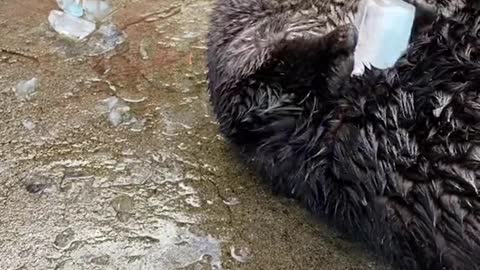 Derps Sea Otter