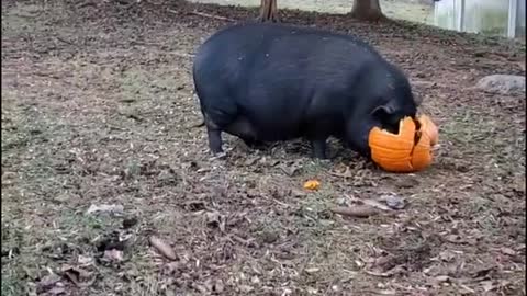 nomnom#pig#farmlife#hungry#pumpkins