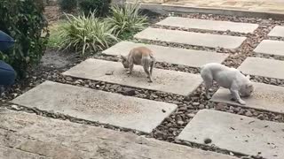 French Bulldogs eating bird seed