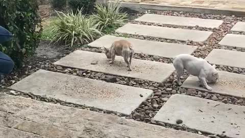 French Bulldogs eating bird seed