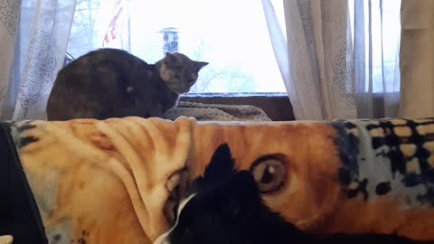 PIKA VS DIVA AND THE WINDOW SEAT