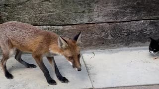 Cat isn't Fond of Sharing Food with Fox