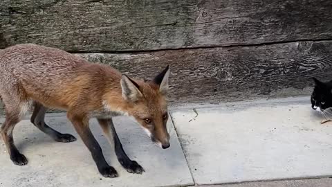 Cat isn't Fond of Sharing Food with Fox