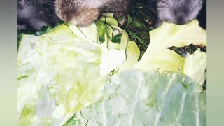 CUTE RABBITS eat cabbage