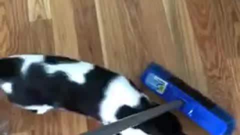 Cat helps out with Chore