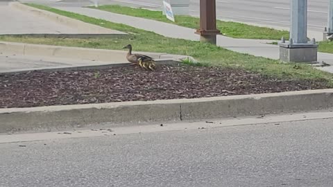 When baby ducks going aross the street