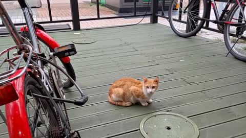 A cute cat who came to the restaurant to play