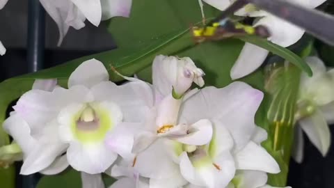 Orchid mantises camouflaged as flowers