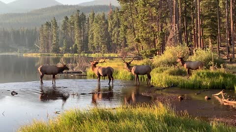 Elk Herd Wander into Beautiful Rock Mountain Sunrise