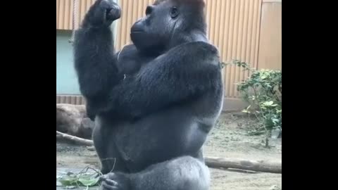 Funny Gorilla