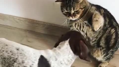 Puppy determined to befriend angry cat