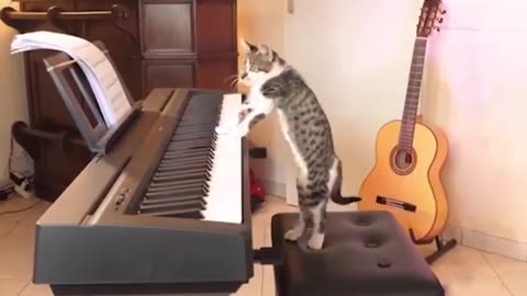 Talented cat in action