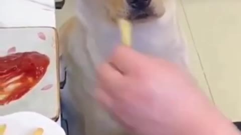 The Best Funny Animals Videos