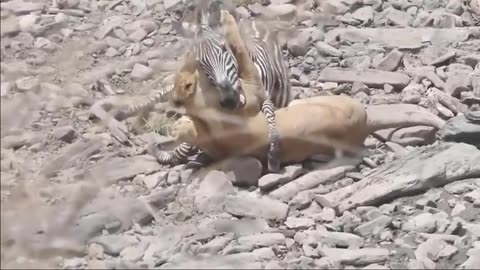 Unbelievable Alliance: Jaguars and Anteaters Team Up to Attack Wild Horses - Unexpected Finale!