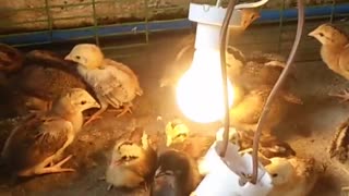 One Day Old CHicks