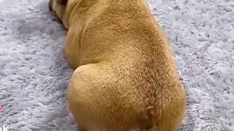 🤣 Funny Dog Videos 2022 🤣 Try Not To Laugh