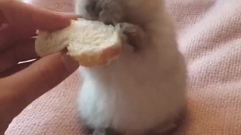 The cutest baby bunny you will see today!