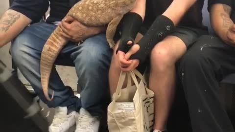 Man pulls out giant lizard from back pack