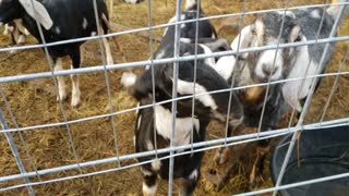 goats jan 22